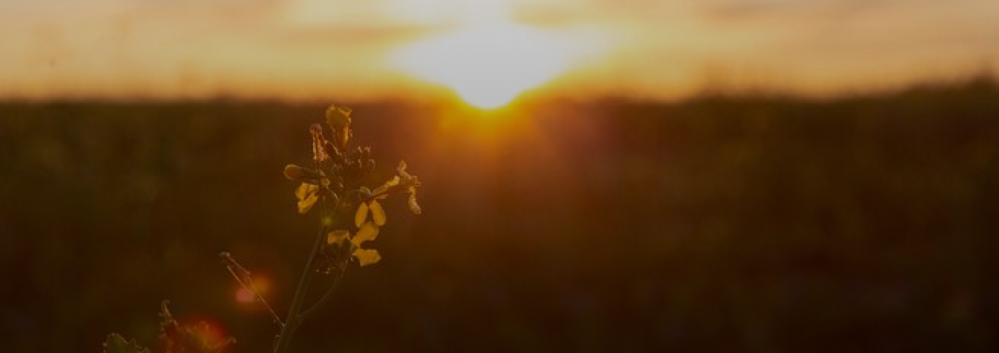 Banner Iamge Banner Iamge