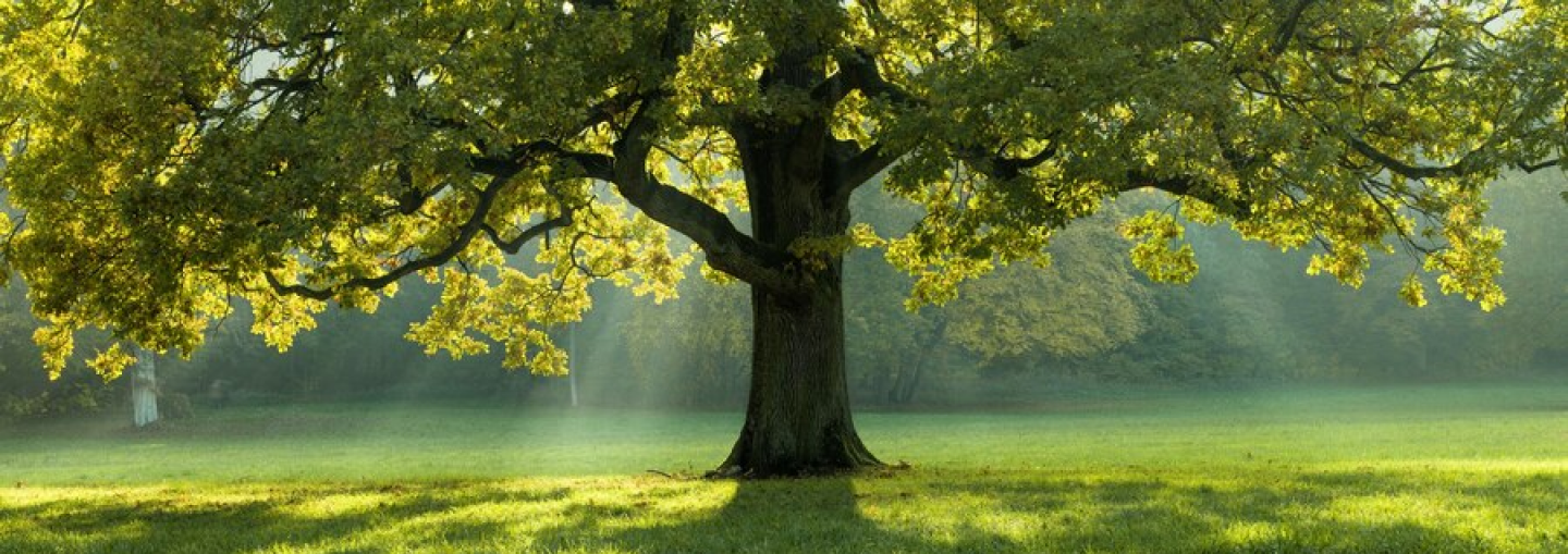 Banner Iamge